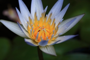 一些小花...