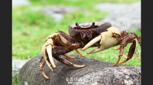台灣離島【蘭嶼】拜訪小動物企惹