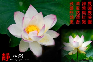 靜心湖賞荷