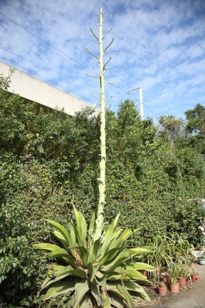 請問這是什麼植物呀？