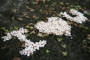 迷路只為看花 - 雜工