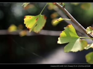 SIGMA 18-35 F1.8 散景解毒照
