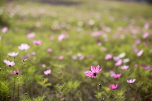 大波斯菊