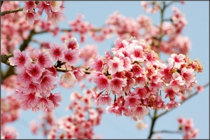 花開富貴
