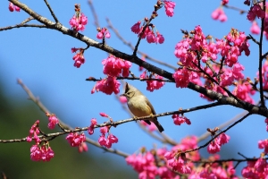福山 冠羽畫眉
