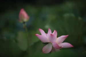 為  荷