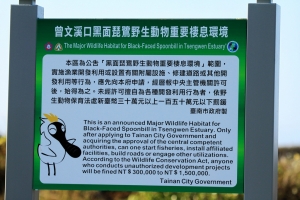 返家八千里-黑面琵鷺
