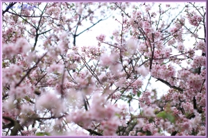 2013天元宮櫻花季