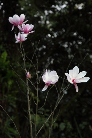 緊急通緝！！是誰辣手摧花？