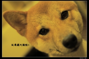 小柴現身~