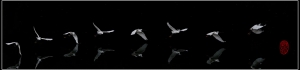 I Can Fly@毒魔兔