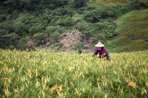 花東