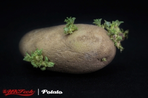 无聊微拍的静物