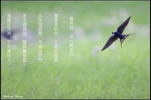 春燕@Benson