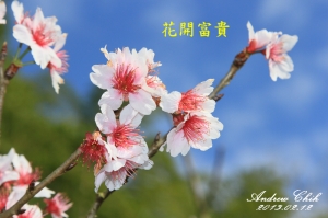 2013~祝福~~恭賀新禧~~花開富貴
