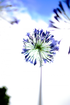 愛情花