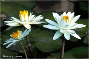 家鄉風景隨拍~蓮花開