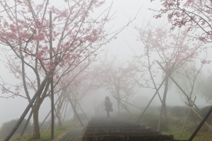 臺大鳳凰茶園 - 戀戀河津