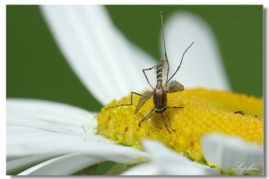 [Focus stacking] part9