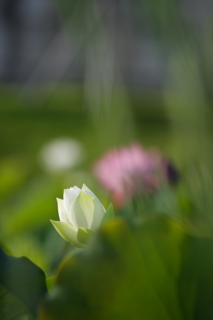 水彩荷(C) - 雜工