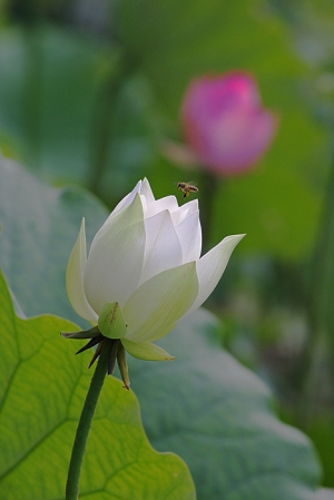 又見荷花