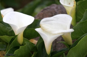 2011 竹子湖海芋季