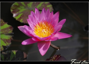 早晨的蓮花