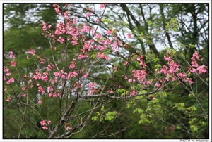 2012.02 櫻花‧淚