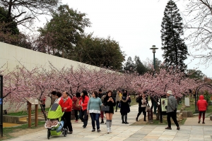 2015新竹玻璃工藝博物館 櫻花