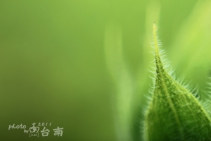 我也好想要百微啊....