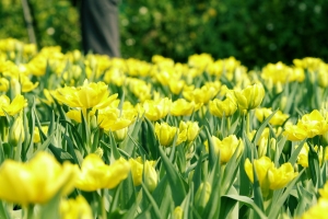 中社 鬱金香花季