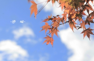 福壽山~戀楓~