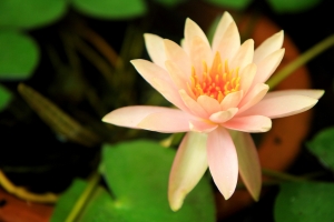 蓮花一張流~