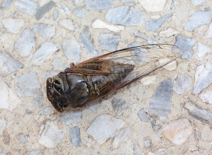 小兒子公園隨拍