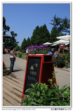 尖石薰衣草森林隨手拍