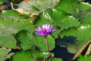 植物園賞荷