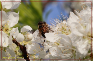 蜜蜂的(梅 or 李)花情人節~
