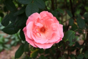路邊的花...