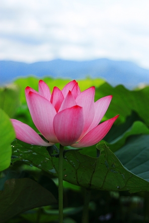 花中君子
