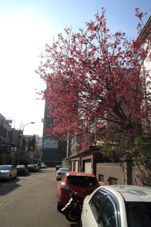 台中市 大墩十二街與惠文路 櫻花