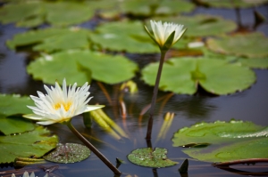 20120421白河蓮花