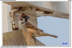 Sparrow, but it's no Jack.