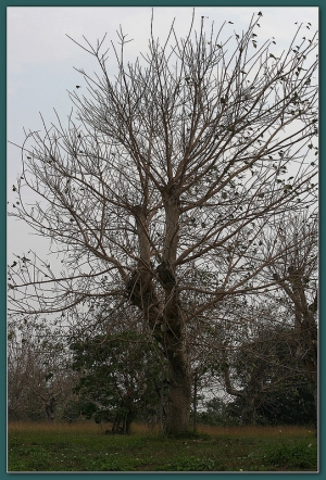 20130227 荒草湮蔓