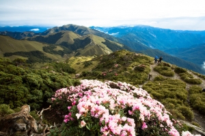103合歡山杜鵑花