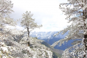 合歡山武陵櫻花