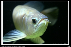 龍魚
