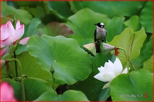 台中Wang~~2012拍荷~繁