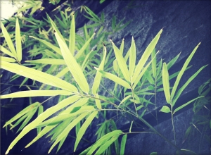 當相機不在身邊的日子裡~(14樓有更新照)