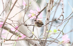 200MM~試拍~~~~麻雀屁股