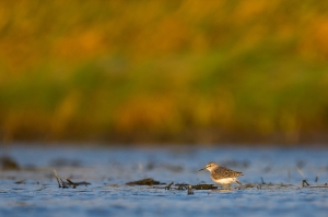 秋意正濃---我的鳥日子